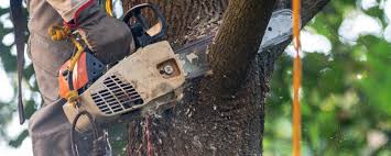 Best Tree and Shrub Care  in Bostonia, CA