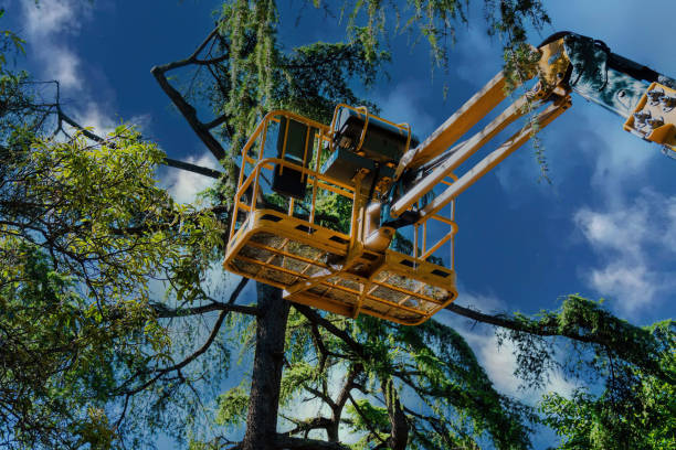 Best Tree Disease Treatment  in Bostonia, CA