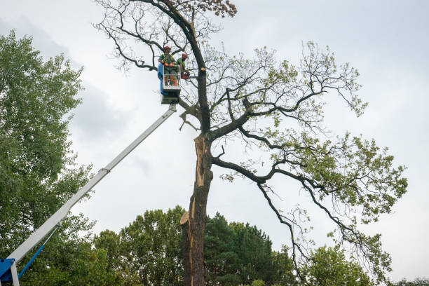 Best Aeration Services  in Bostonia, CA