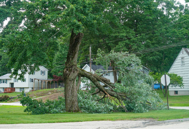 How Our Tree Care Process Works  in  Bostonia, CA